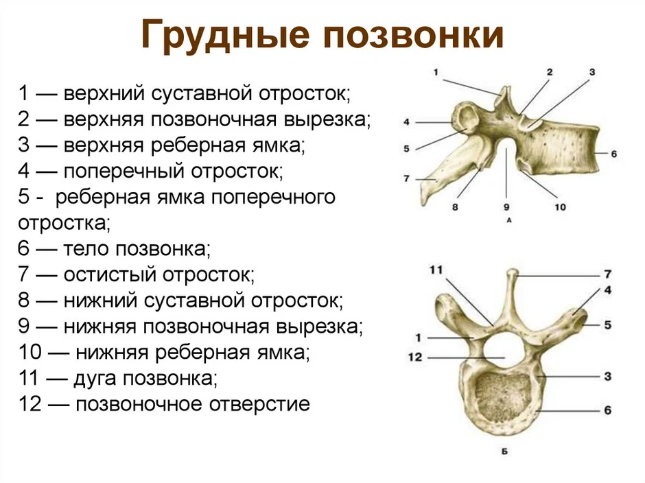 Картинка позвонка человека с надписями