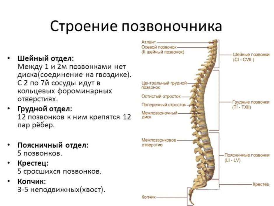 Рисунок позвоночника человека с обозначением позвонков