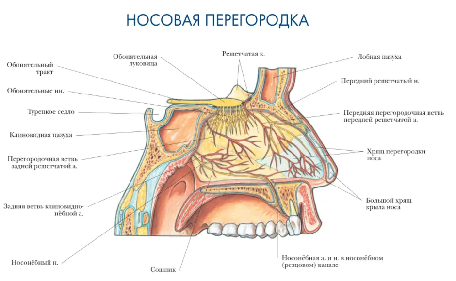 Анатомия носа человека в картинках