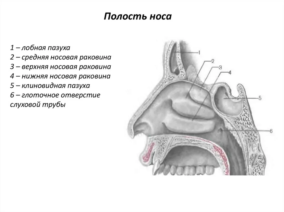 Полость носа рисунок