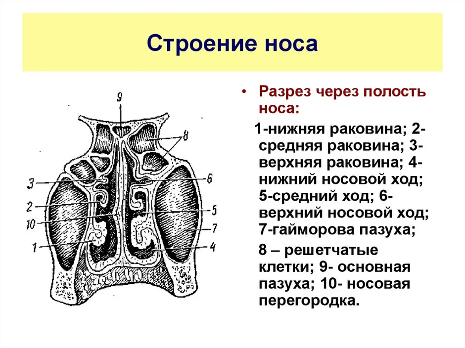 Строение носа человека анатомия рисунок с подписями