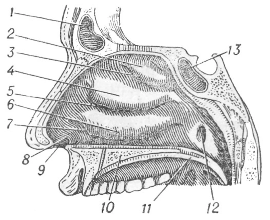Нос строение. Полость носа анатомия строение. Сагиттальный разрез полости носа. Носовая полость схема анатомия. Носовая полость анатомия рисунок.