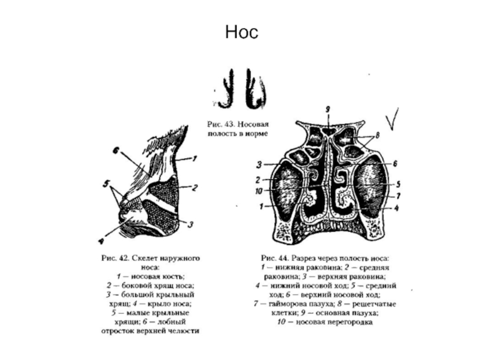 Как устроена носовая полость