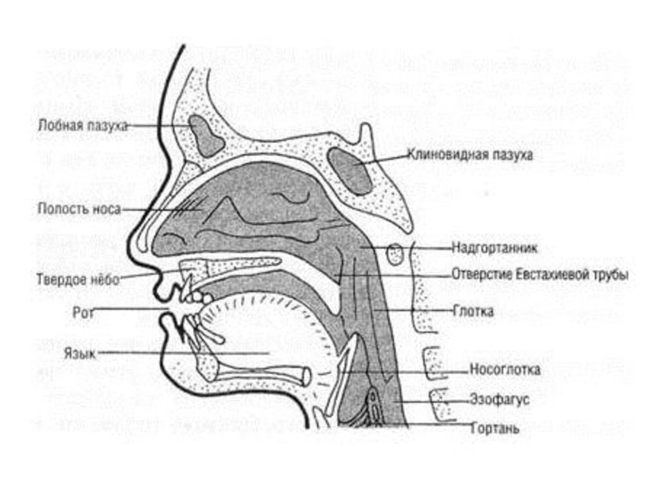 Обонятельная область носа. Схема строения носовой полости. Строение носовой полости человека анатомия. Носовая полость схема анатомия. Полость носа анатомия строение.