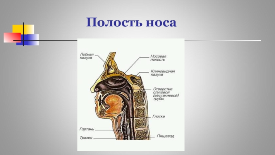 Полость носа рисунок