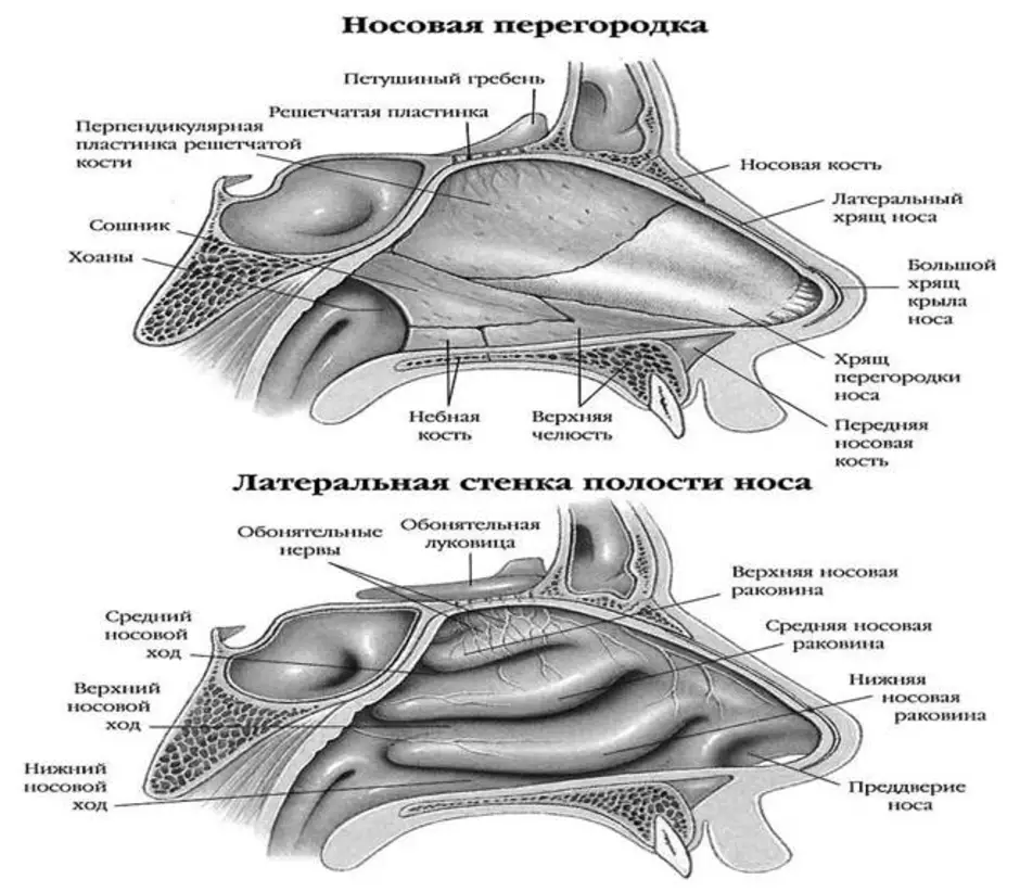 Носовая полость анатомия