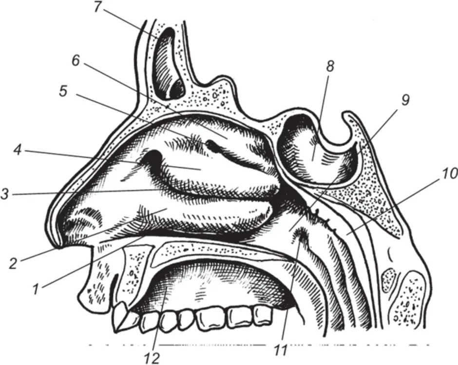 Слизистые оболочки носовых ходов. Полость носа анатомия носовые ходы. Полость носа анатомия строение. Хоаны носа анатомия. Полость носа Сагиттальный разрез.