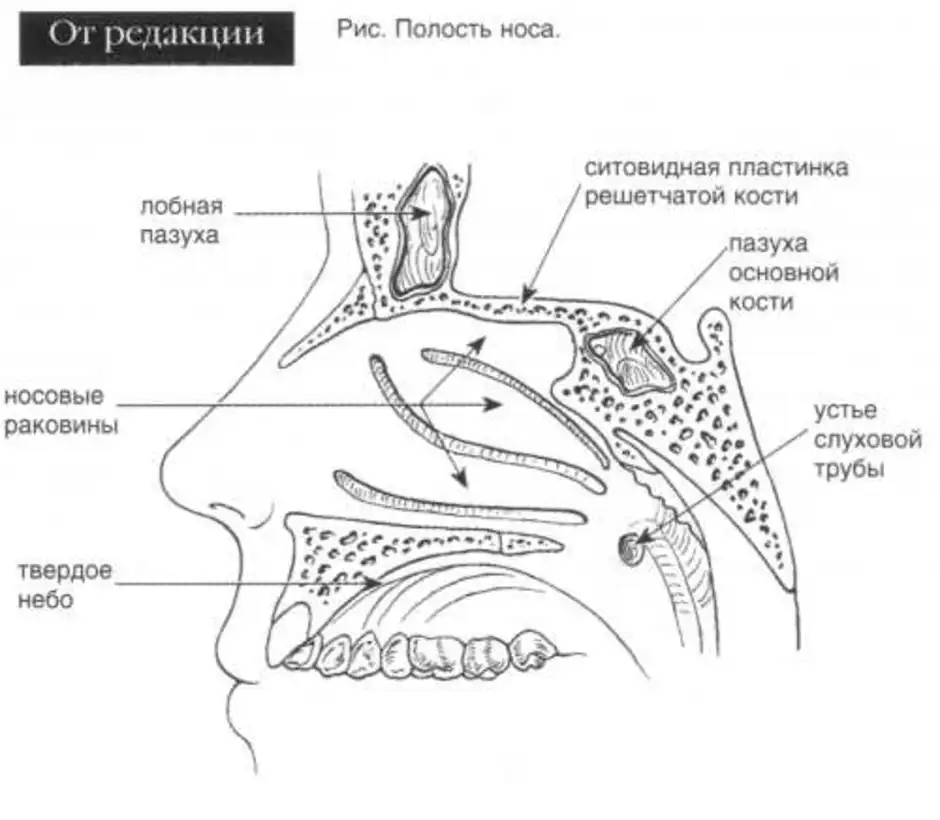 Строение носа человека схема