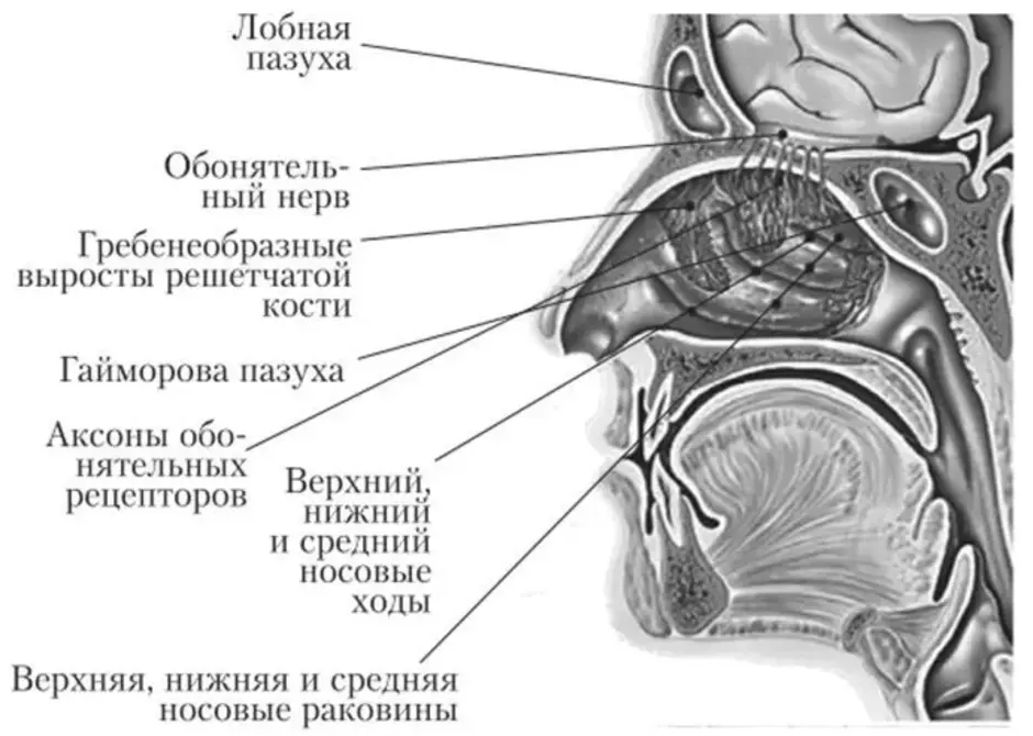 Строение носоглотки человека фото