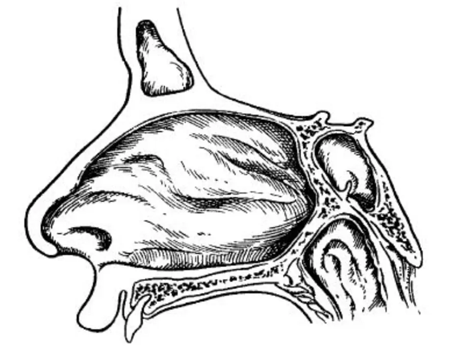 Полость носа рисунок