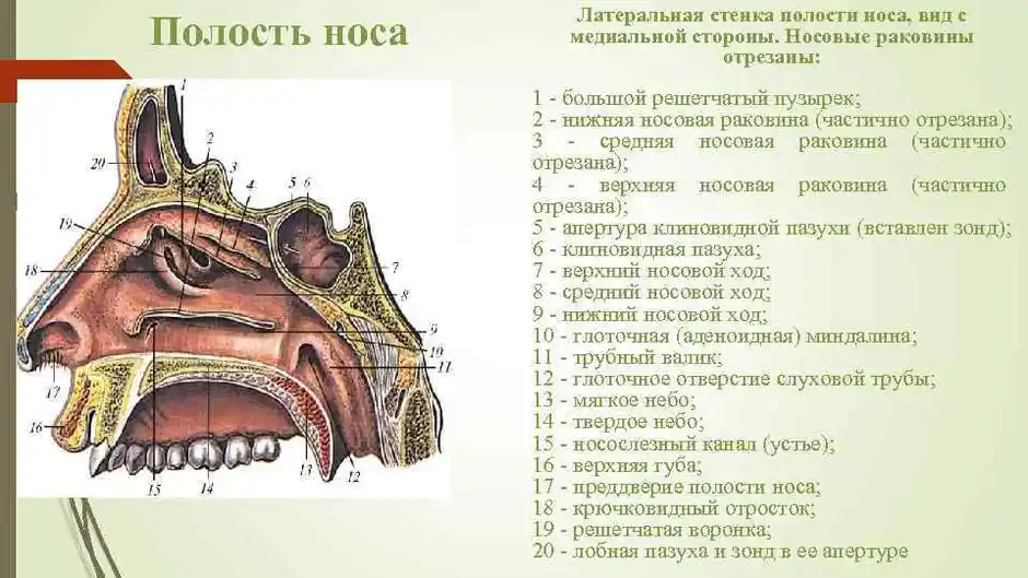 Строение носа человека анатомия рисунок с подписями