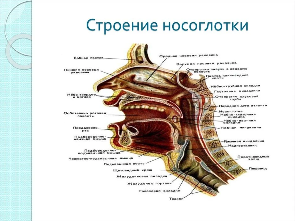 Анатомическое строение носа человека схема