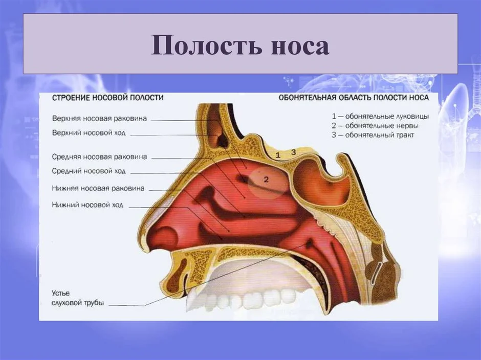 Строение носа человека рисунок