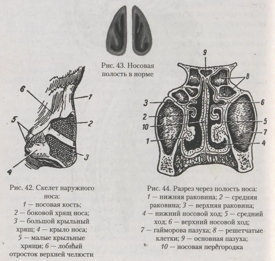 Наружный нос и полость носа