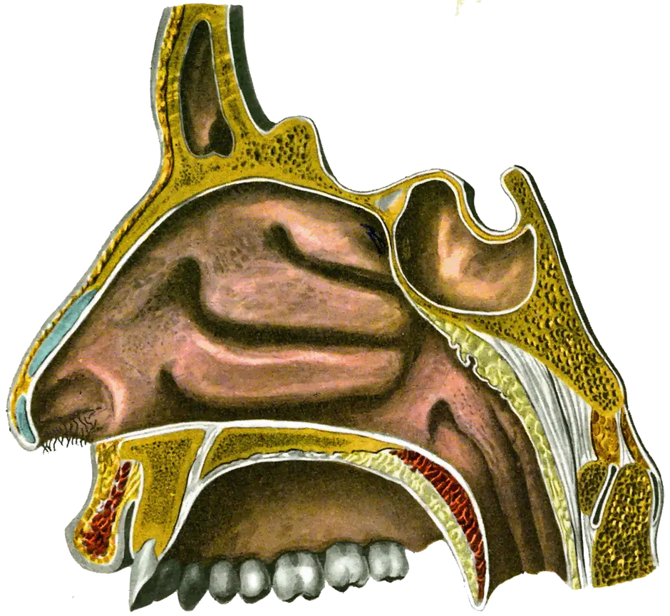 Обонятельная область носа. Полость носа анатомия носовые ходы. Раковины и ходы носовые носовые анатомия. Анатомия носа наружный нос полость носа. Полость носа анатомия строение.