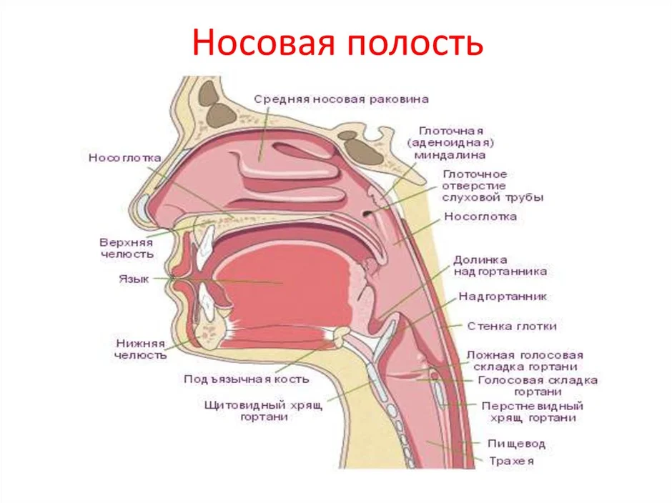 Строение носа человека анатомия рисунок с подписями