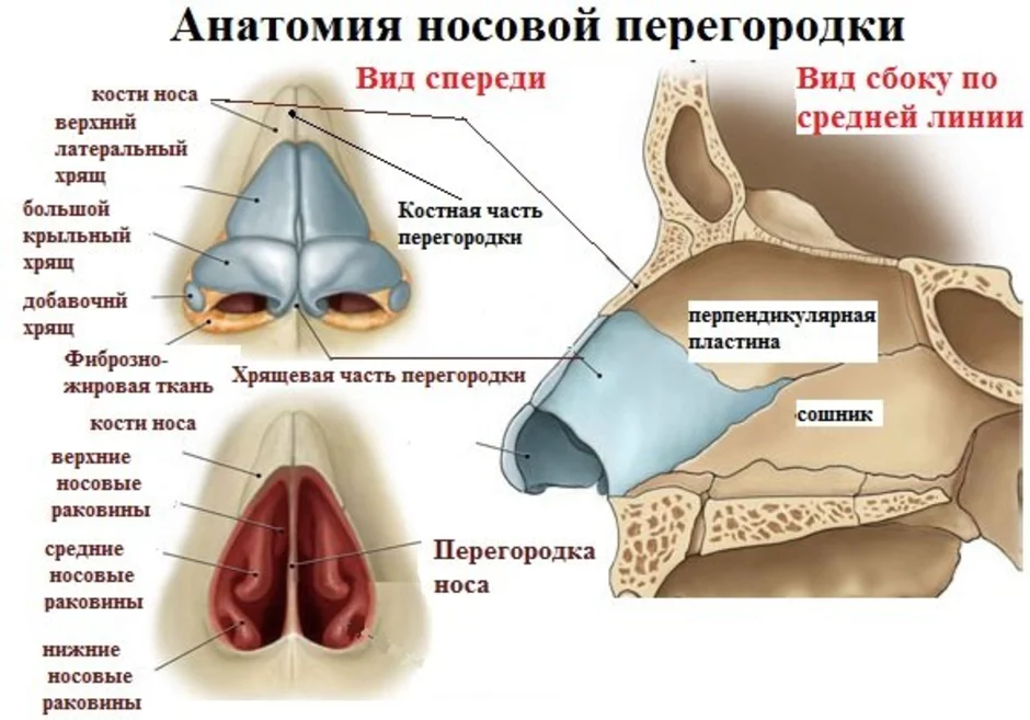 Строение носа человека анатомия рисунок с подписями