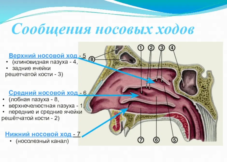 Носовая полость рисунок