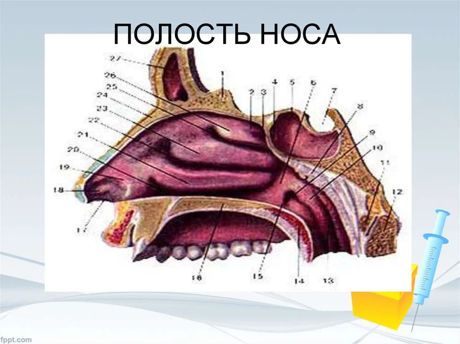 Полость носа рисунок