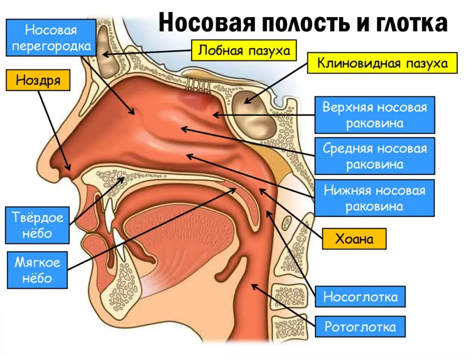 Анатомия носа человека в картинках