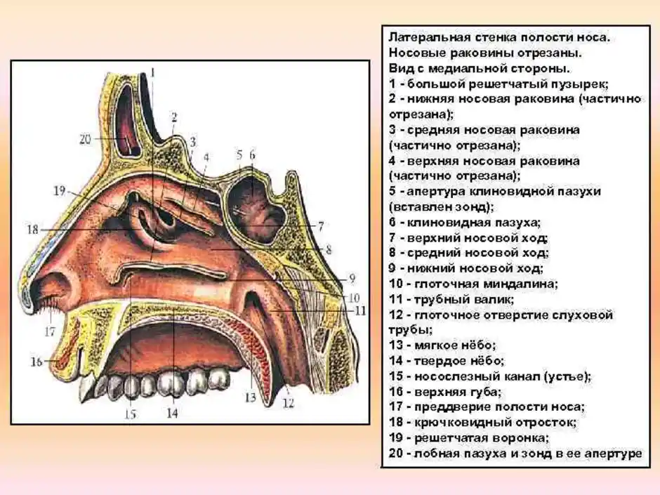 Верхнечелюстная пазуха картинка