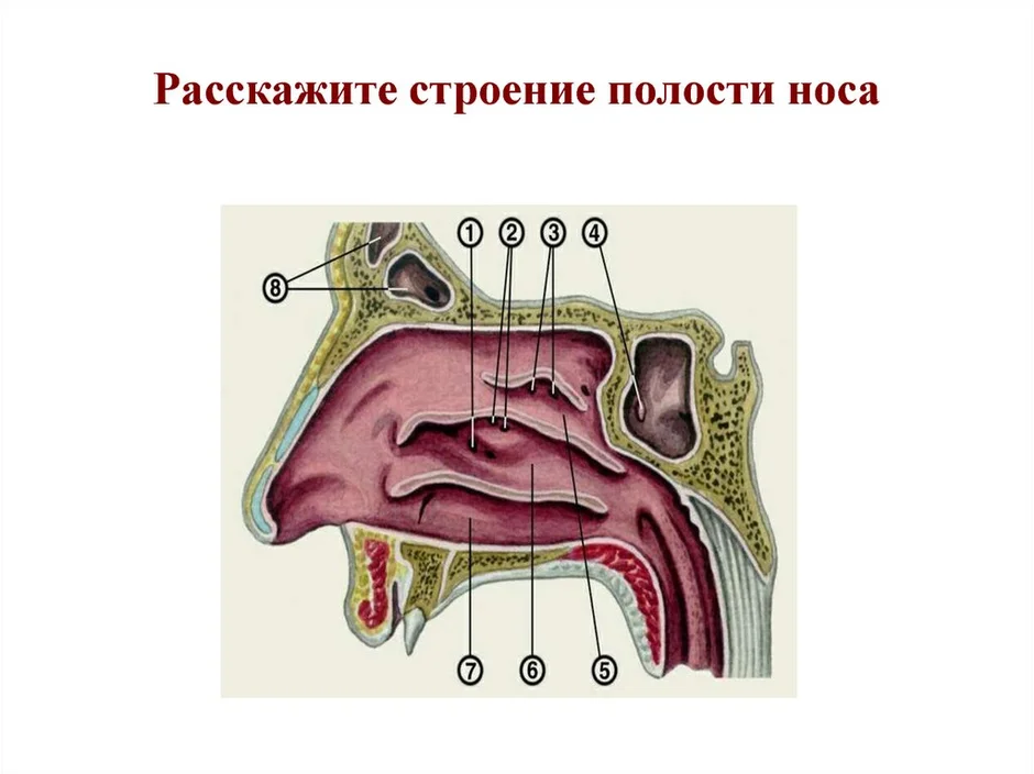 Хоаны это. Носовые раковины и носовые ходы. Полость носа анатомия носовые ходы. Носовая полость носовые раковины. Раковины и ходы носовые носовые анатомия.