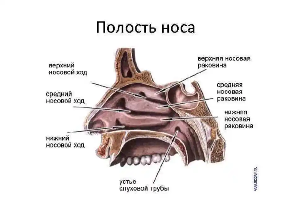 Строение носа картинки