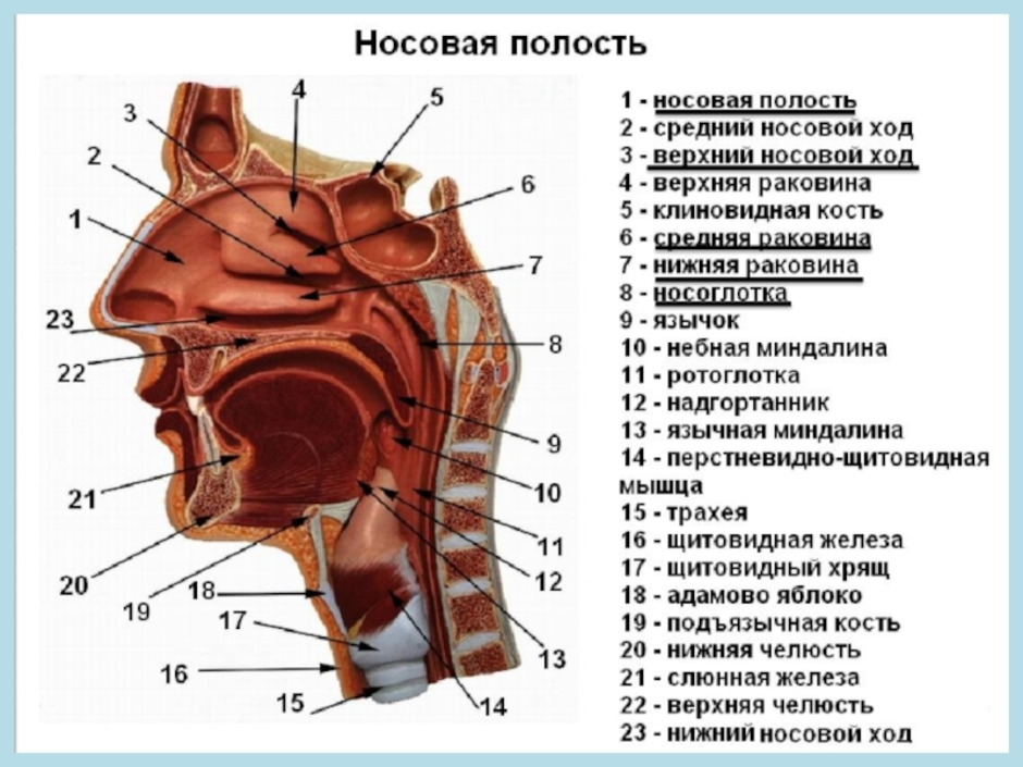 Строение носоглотки человека фото с описанием