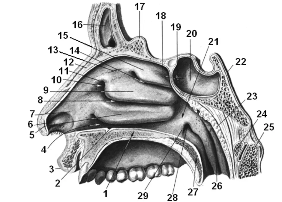 Носовая полость рисунок