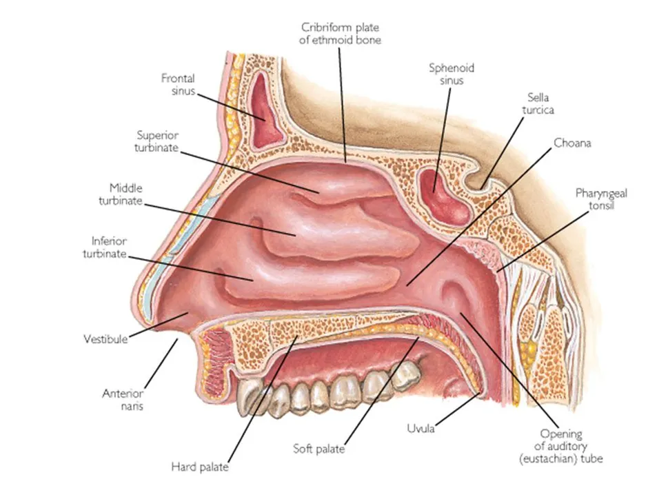 Носовая полость рисунок