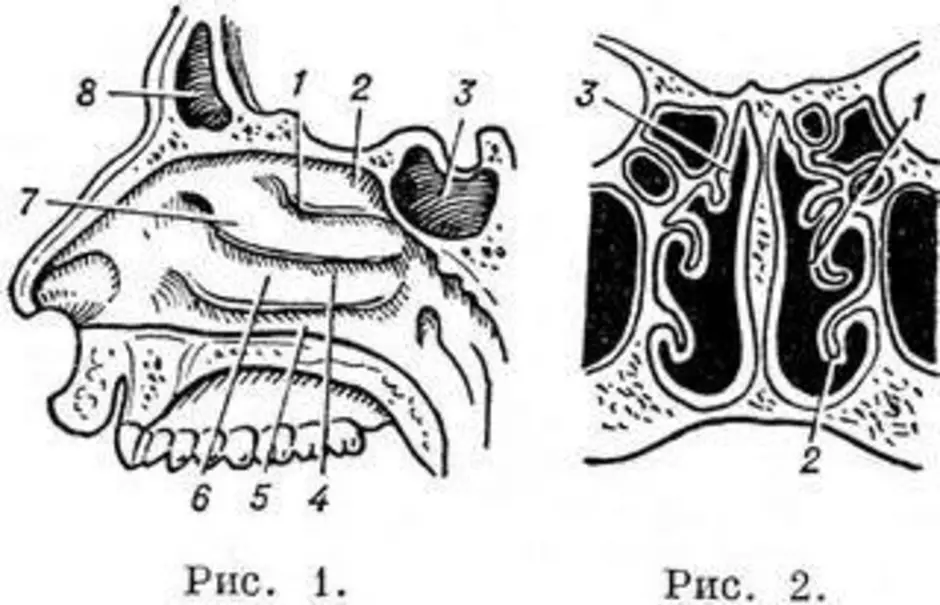Носовая полость рисунок. Носовая раковина гистология. Носовая полость фронтальный разрез. Рис 76 носовая полость.