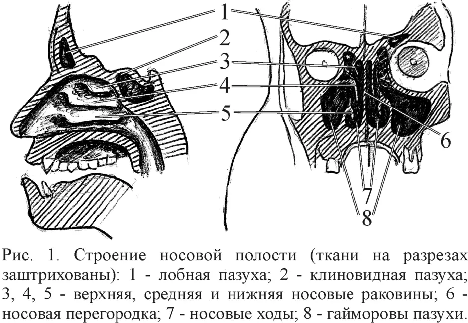 Внутреннее строение носа и пазух в картинках