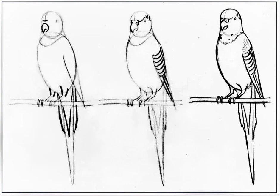 Как рисовать попугая легко и красиво