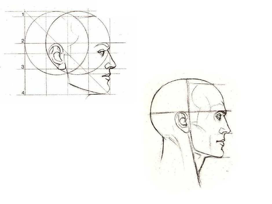 Как рисовать профиль лица поэтапно