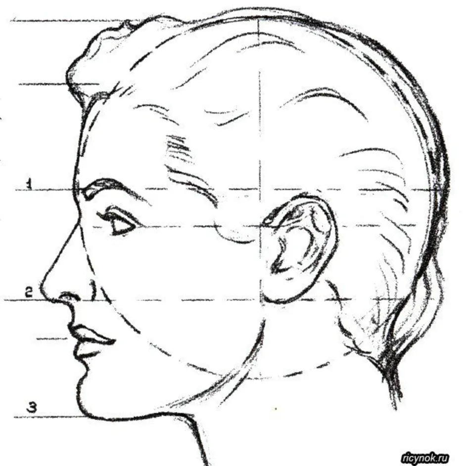 Голова ы. Схема головы человека в профиль. Портрет человека в профиль. Лицо человека в профиль. Лицо в профиль рисунок.