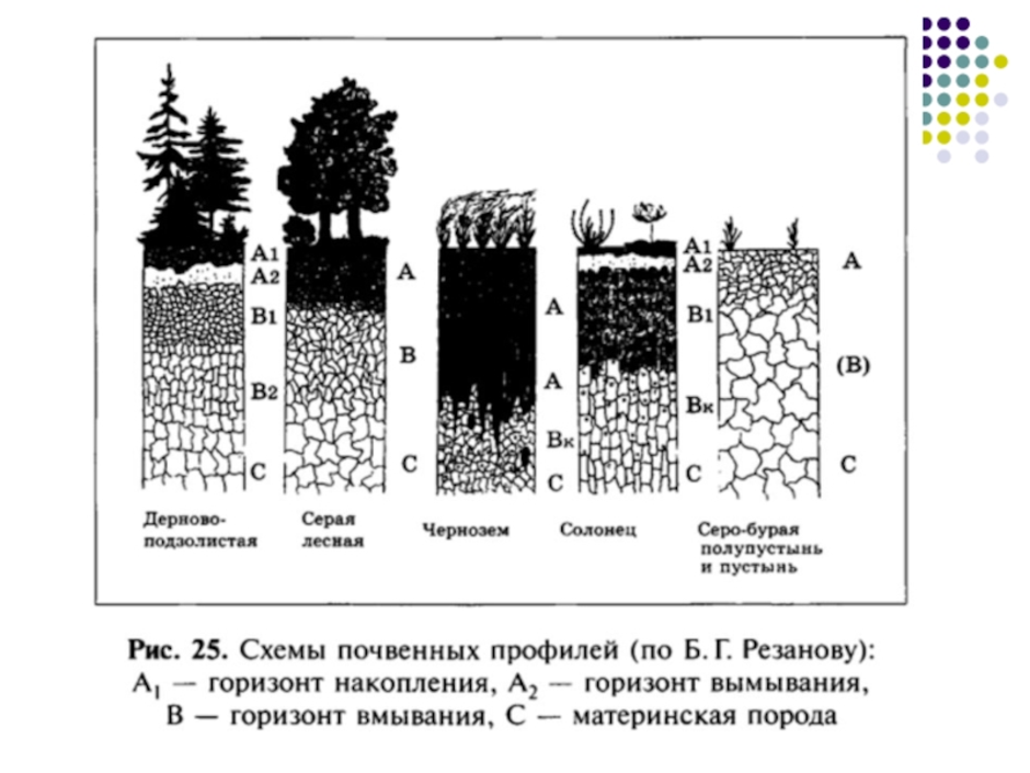 Где найти чернозем в лесу