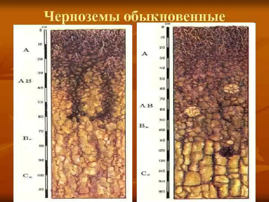 Схема строения почвенного профиля чернозема