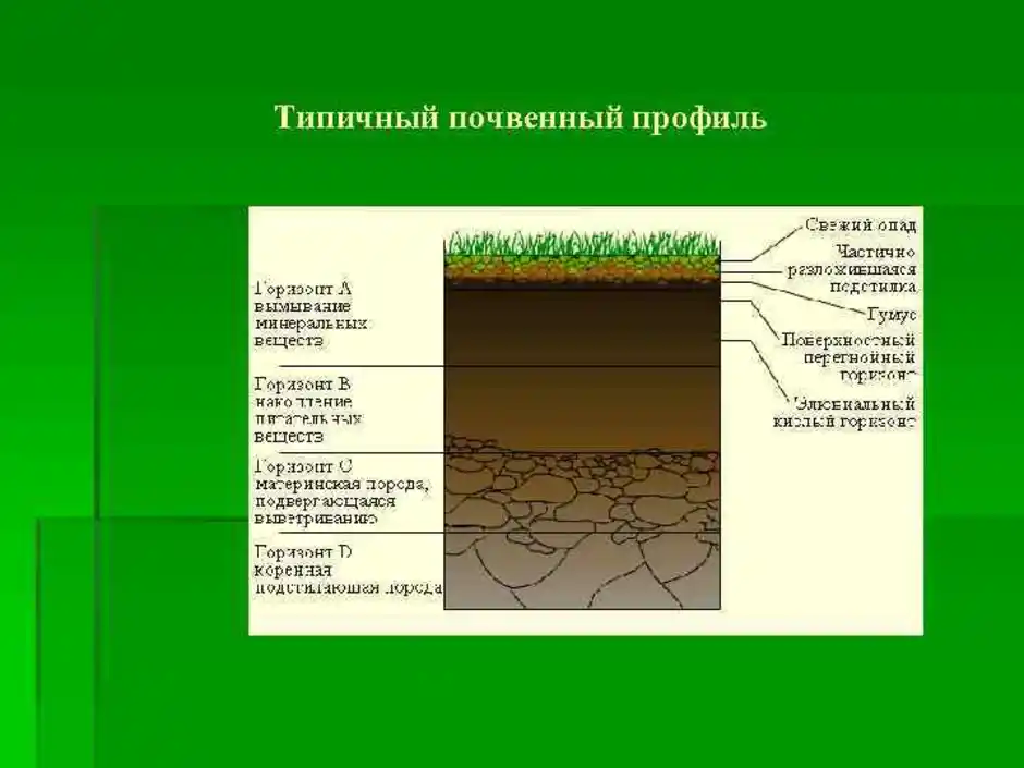 Горизонт вымывания имеют почвы. Структура почвы почвенные горизонты. Состав почвенного профиля. Почвенный профиль 3 слоя. Почвенный разрез рисунок.