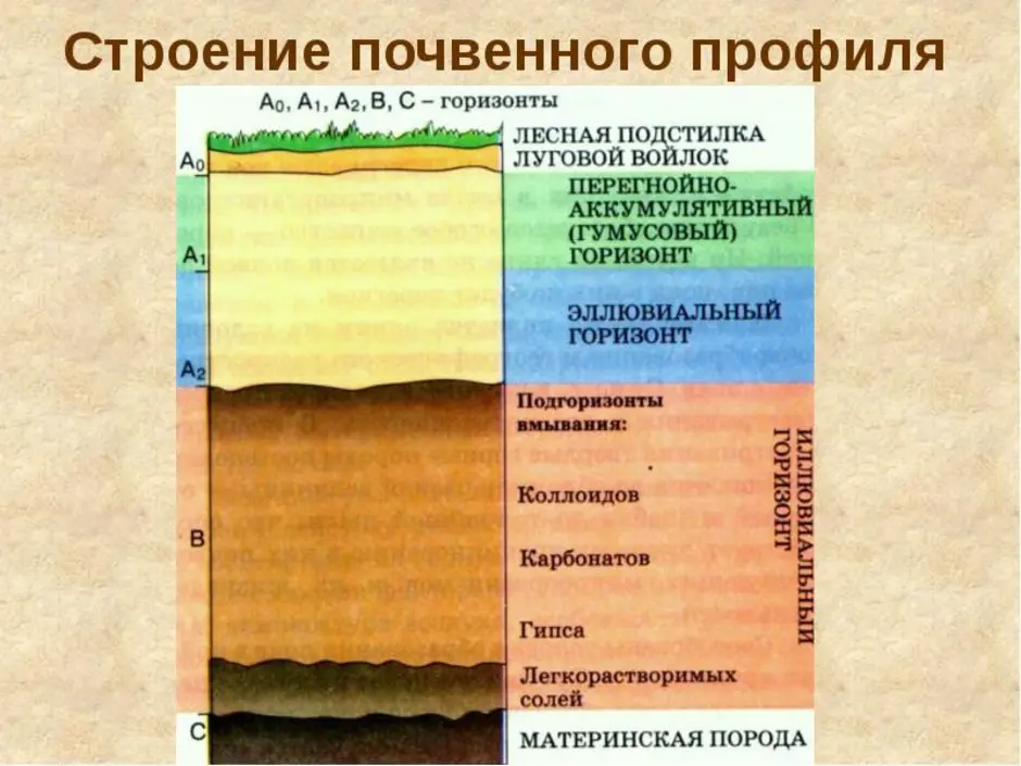 Благодаря особенностям почвы. Строение почвы почвенный профиль. Почвенный профиль это вертикальный разрез почвы. Состав почвенного профиля. Вертикальное строение почвенного профиля.