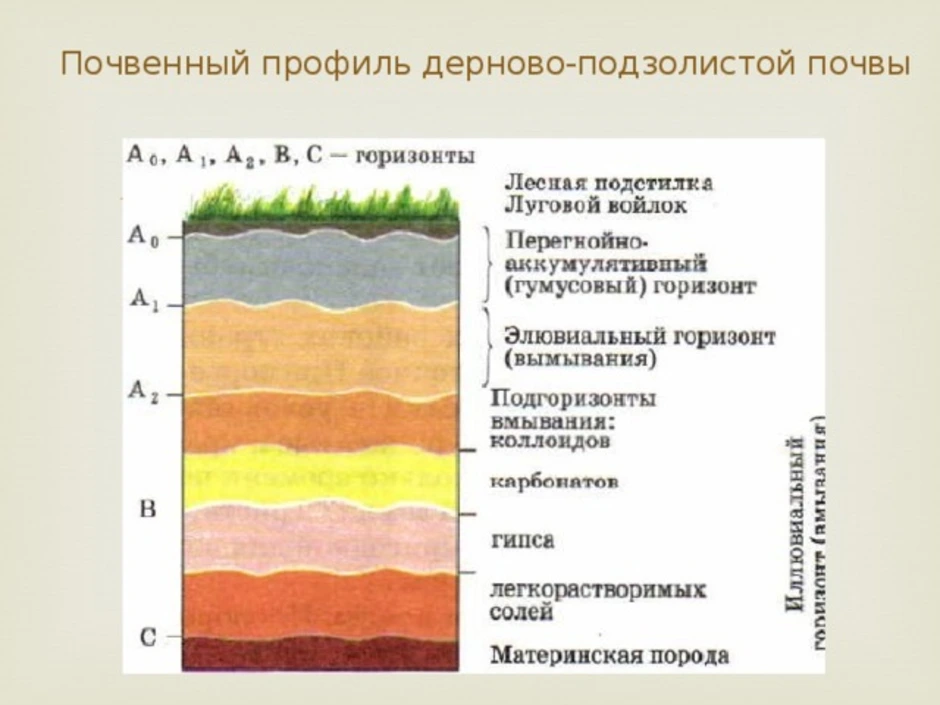 Укажите почвы. Дерново-подзолистые почвы профиль схема. Строение почвенного профиля дерново-подзолистых почв. Строение профиля подзолистой почвы. Строение профиля дерново-подзолистой почвы.