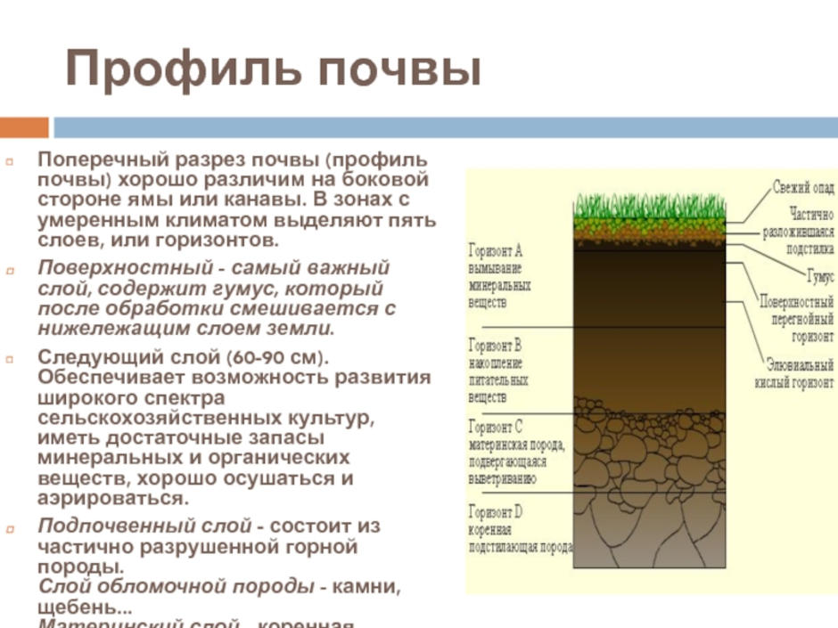 Вид слой. Почвенный разрез суглинка. Почвенный разрез суглинистой почвы. Почвенный профиль схема 8 класс. Строение почвы по слоям.