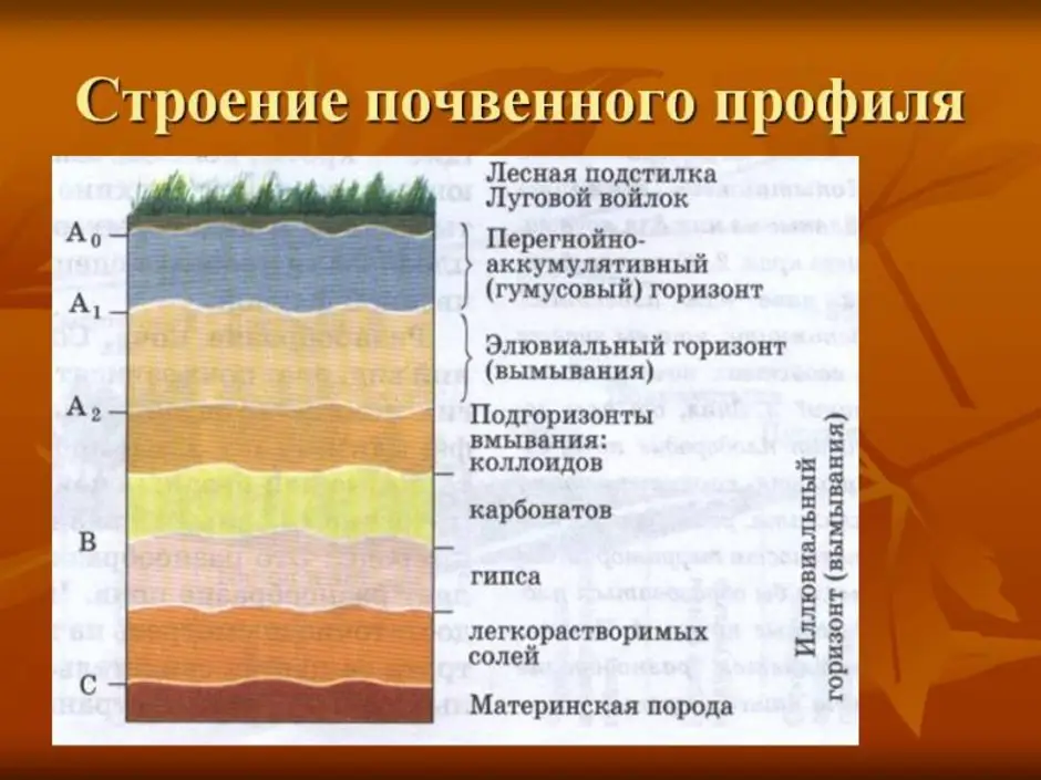 Материнская порода гумусовый вымывания вмывания. Строение почвы подвесные горезонты. Строение почвенного профиля дерново-подзолистых почв. Схема строения почвенного профиля. Строение почвы почвенный профиль.