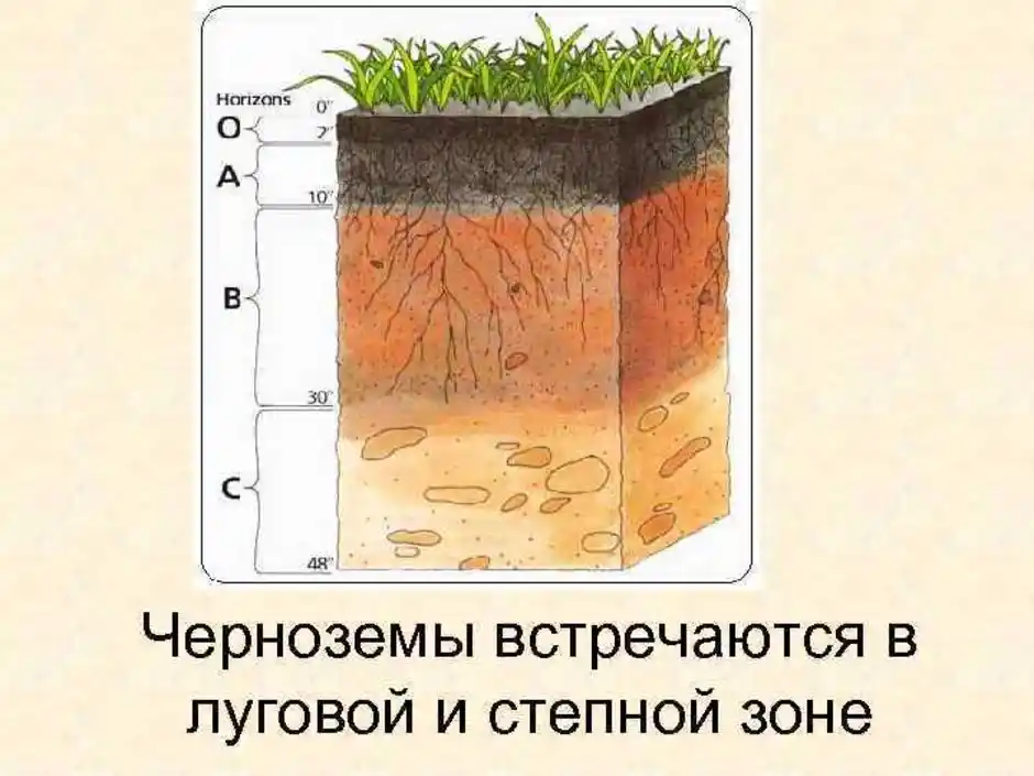 Разрез почвы рисунок