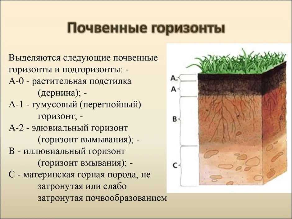 Изъятие образцов из почвенных горизонтов делается снизу вверх