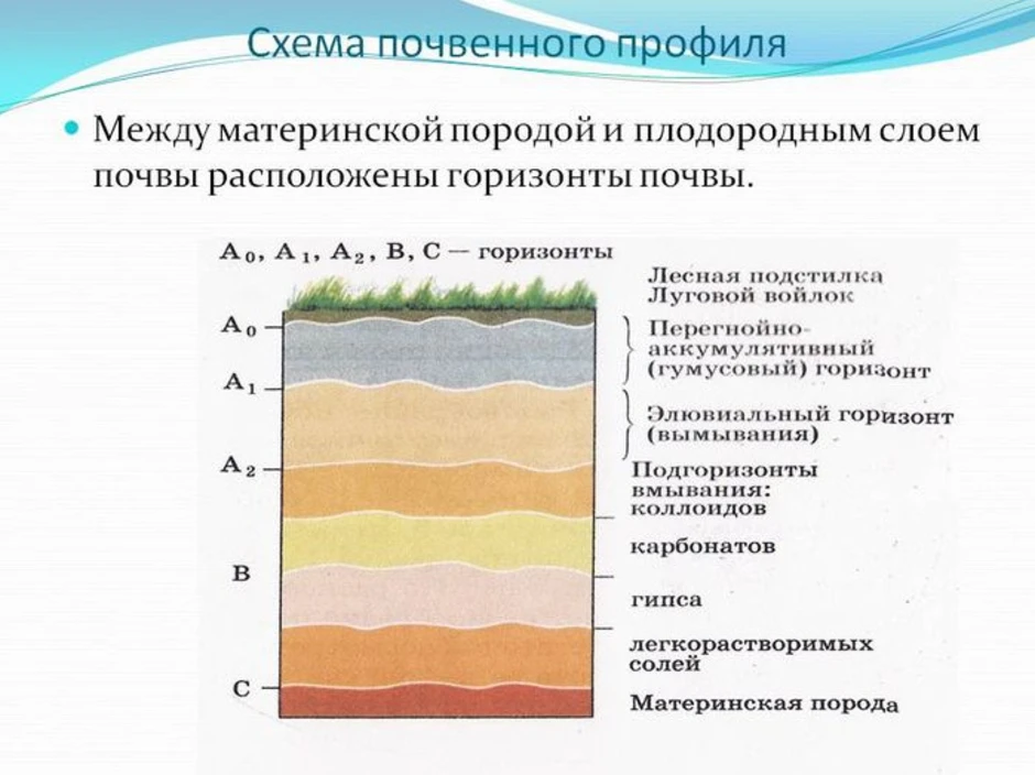 Схема почвенного профиля