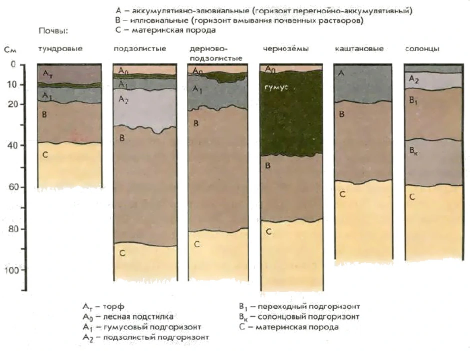 Схема почвенного профиля