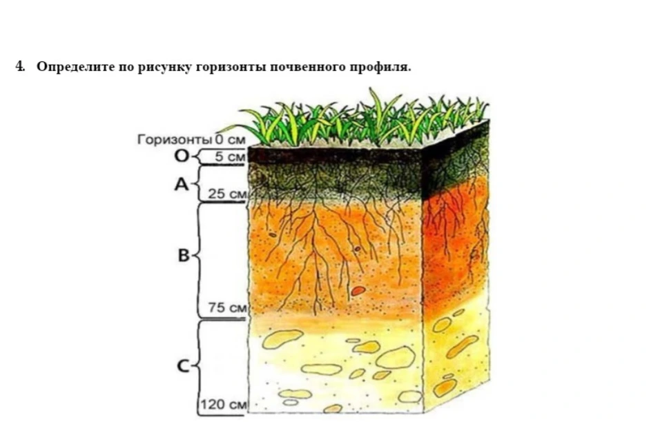 Схема строения почвенного профиля