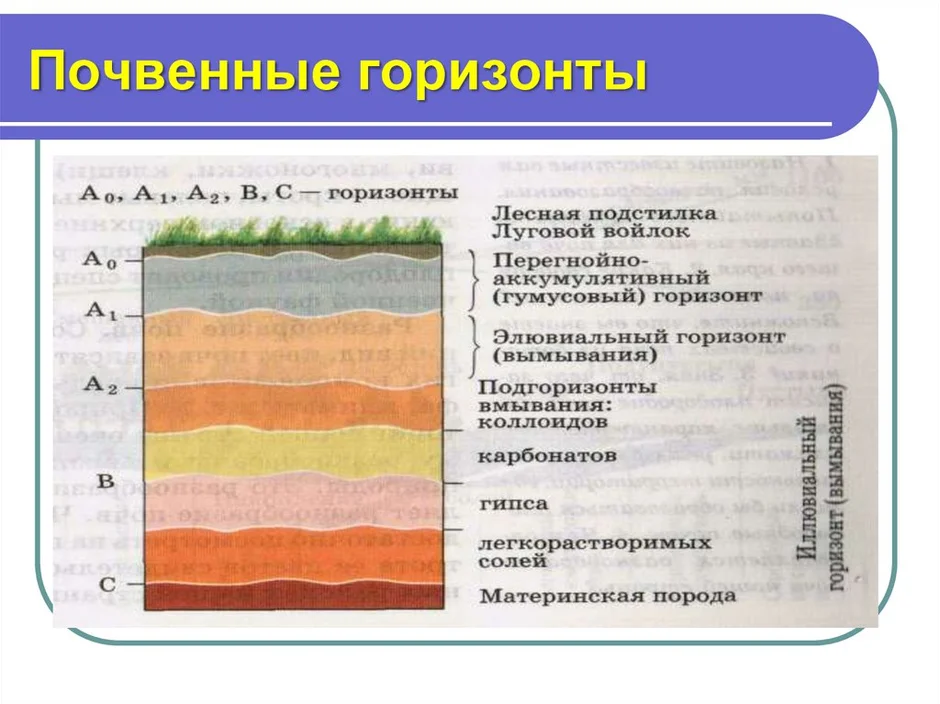 Строение почвы рисунок