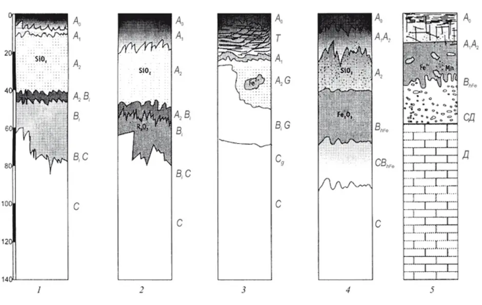 Почвенные горизонты рисунок