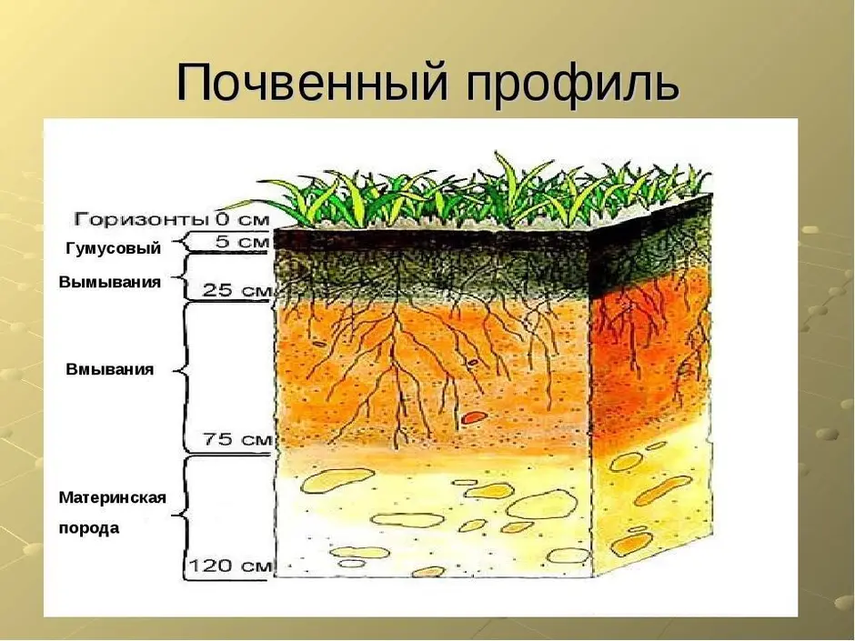 Изъятие образцов из почвенных горизонтов делается снизу вверх